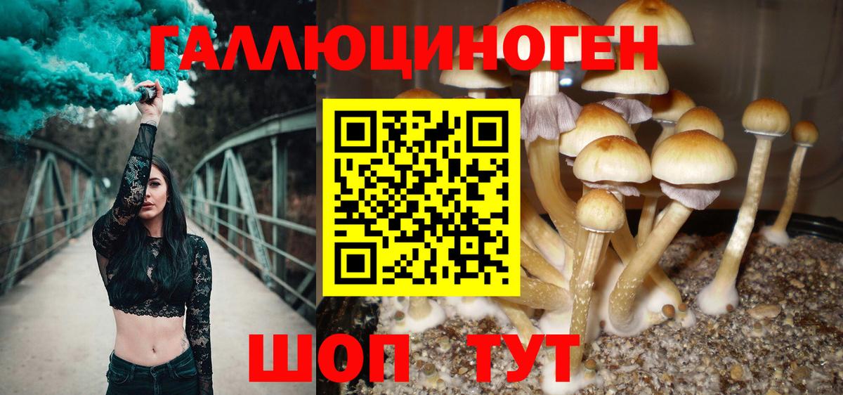 Шарыпово  Псилоцибиновые грибы Psilocybine cubensis  наркота  Вход с VPN 